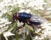 Protocalliphora sp.